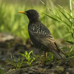 Common Starling photo