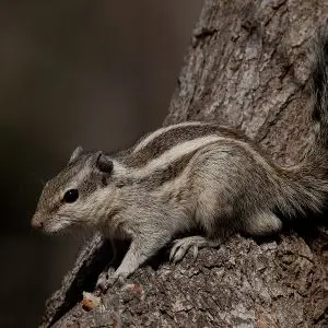 Indian Palm Squirrel photo