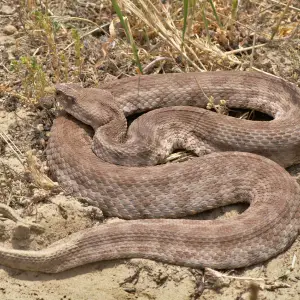 Blunt-Nosed Viper photo