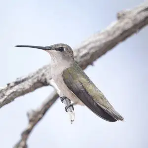 Black-Chinned Hummingbird photo