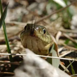 Garter Snake at Spring Garden