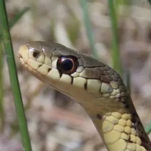 Garter Snake - Thamnophis sirtalis sirtalis