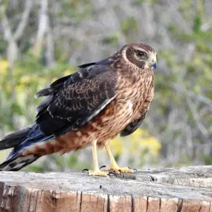 Circus cinereus, also known as "Cinerous harrier" in Lake Nimez, El Calafate, Santa Cruz province