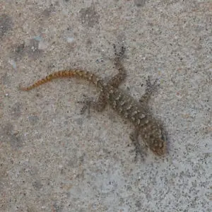 Gecko, Prodromos, Paros