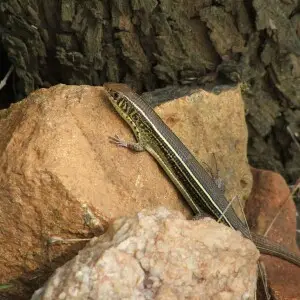 Yellow-throated Plated Lizard. Picture taken in the Magaliesberg in South-Africa