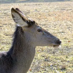Duna-Dr?va Nemzeti Park, Gemenci erd?
