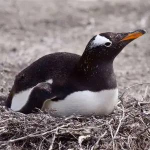 Gentoo Penguin on a nest