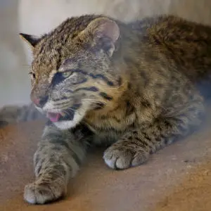 Geoffroy's cat (Leopardus geoffroyi) Gato-do-mato-grande