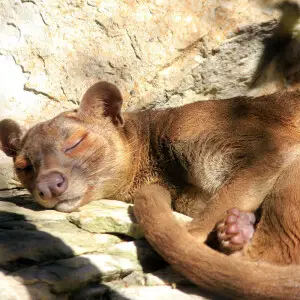 Fossa photo