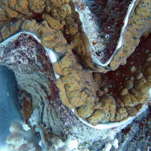 Giant_clam_detail