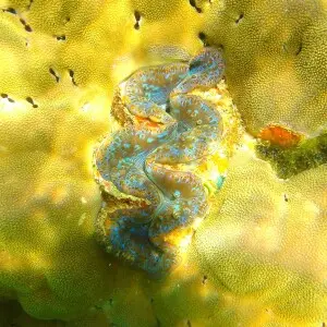 Giant clam in Mah?, Seychelles

Photograped by Brocken Inaglory