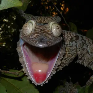 The Giant Leaf-tailed Gecko (Uroplatus fimbriatus) is easily observed on the island of Nosy Mangabe in the Bay of Antongil off Maroansetra. When alarmed, it opens its mouth largely, displaying its brilliant orange-red interior, presumably as a mean to det