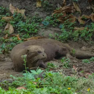 Giant otter