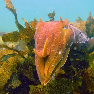 Giant Cuttlefish at Shelly Beach, NSW