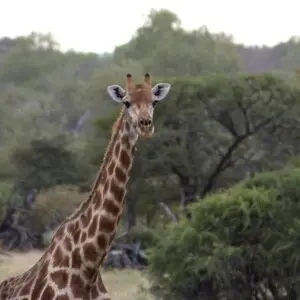 Girafe Namibienne, Giraffa camelopardalis angolensis, dans le Parc National d'Etosha