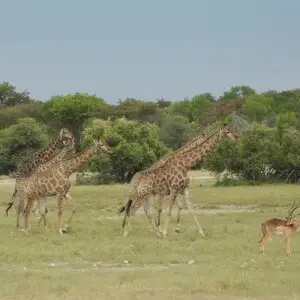 Girafe Namibienne, Giraffa camelopardalis angolensis, dans le Parc National d'Etosha.