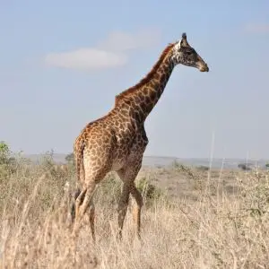 Giraffe - Nairobi National Park