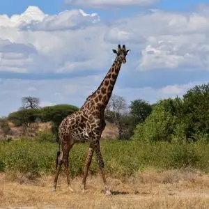 Giraffe, Ruaha National Park (11)