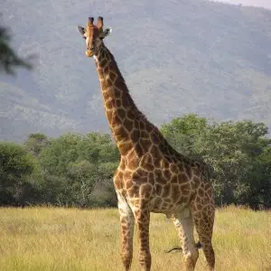 A bull giraffe in natural environment, South Africa
