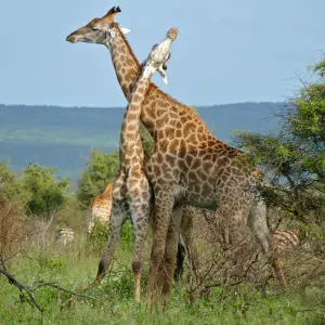Giraffes (Giraffa camelopardalis)