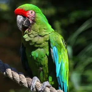 Military Macaw photo