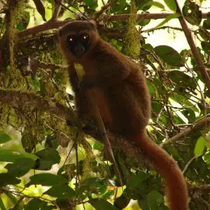 Golden Bamboo Lemur, Ranomafana National Park
