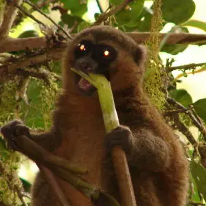 Golden Bamboo Lemur, Ranomafana National Park