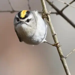Golden-crowned Kinglet ?
