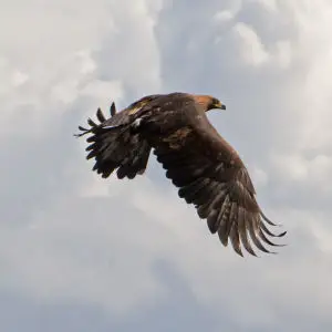 Golden Eagle 9a