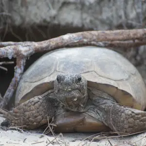 Gopher Tortoise Emerging from Her Burrow