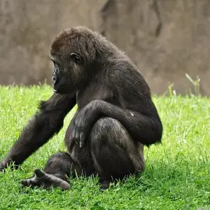 Western Gorilla photo