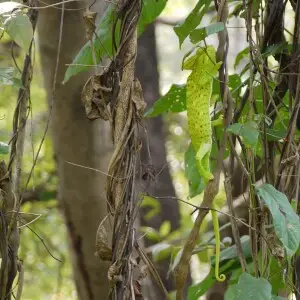 Chamaeleonidae (chameleon family)&#160;? Chamaeleo zeylanicus ~ ~ ~ ~ ~ ~ ~ ~ ~ ~ ~ ~ ~ ~ ~ ~ ~ ~ ~ ~ ~ ~ ~ ~ ~ ~ ~ ~ ~ ~ ~ ~ ~ ~ ~ ~ ~ ~ ~ ~ ~ ~ ~ ~ ~ ~ ~ ~ ~ commonly known as: Indian chameleon ? Arabic: ???? hirba, ????? qalamun ? Assamese: ???????? te