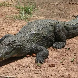 West African Crocodile photo