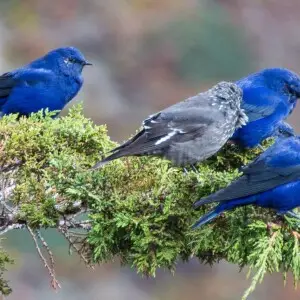 Three blue males and a grey female of Grandalas (Grandala coelicolor)
