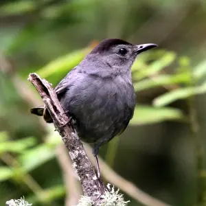 Gray Catbird
