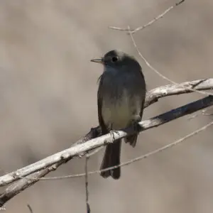 Gray Flycatcher | San Pedro House | Sierra Vista | AZ|2018-01-30|12-36-33-2.jpg