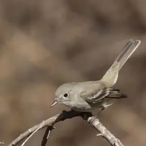 Gray Flycatcher | San Pedro House | Sierra Vista | AZ|2018-01-30|12-37-52-2.jpg