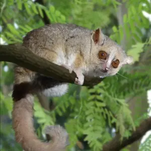 Gray Mouse Lemur photo
