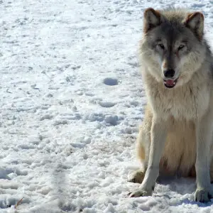 A captive Gray Wolf at the Wildlife Science Center in Minnesota.