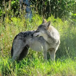 Gray Wolf Canis lupus, female, at Seney National Wildlife Refuge, Michigan.