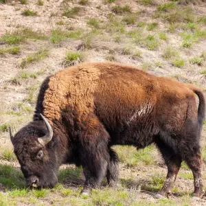 Grazing Bison, National Bison Range