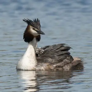 Great Crested Grebe - Leighton Moss