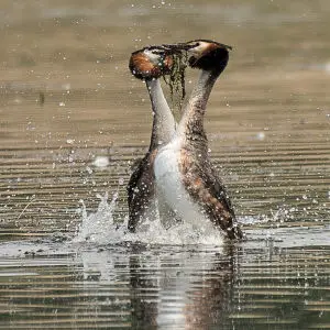 Great Crested Grebes - Weed Dance