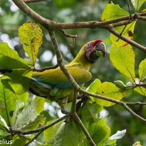 Great Green Macaw, Gavilan Lodge, Costa Rica, January 2018