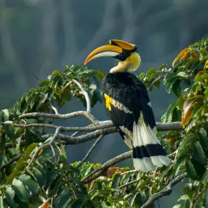 Great Hornbill - Thailand_H8O4713