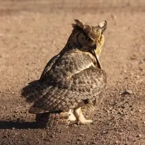 Great Horned Owl eating snake, Harshaw Rd., Patagonia, AZ, 22 Feb 2015