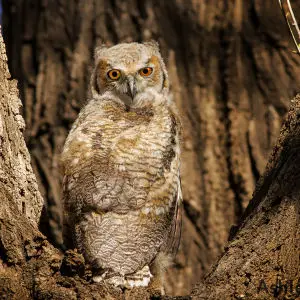 Great Horned Owlet, Bubo virginianus. Canyon, TX