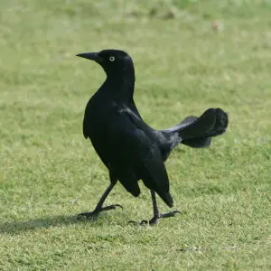 Image:Greater Antillean Grackle in San Juan, P.R.