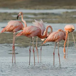 greater flamingo Phoenicopterus ruber