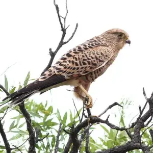 Greater kestrel, Falco rupicoloides at Pilanesberg National Park, Northwest Province, South Africa